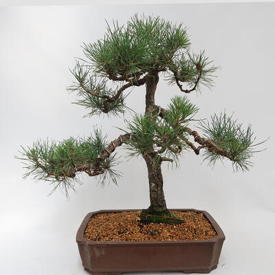 Bonsai zewnętrzne - Pinus sylvestris - Sosna leśna - 2