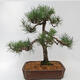 Bonsai zewnętrzne - Pinus sylvestris - Sosna leśna - 2/5