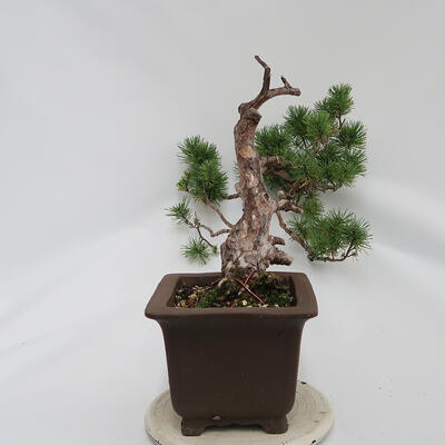 Bonsai zewnętrzne - Pinus sylvestris Watereri - Sosna leśna - 2
