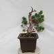 Bonsai zewnętrzne - Pinus sylvestris Watereri - Sosna leśna - 2/5