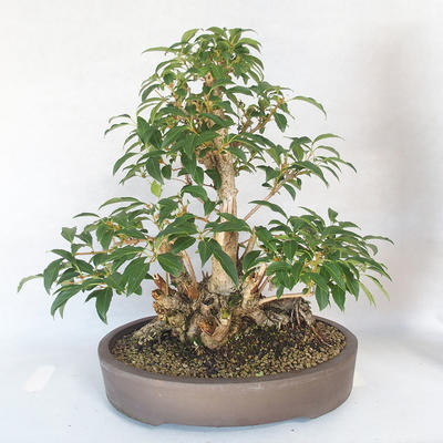 Outdoor bonsai - Forsycja - Forsycja - 2