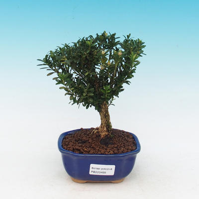 bonsai Room - Buxus harlandii - 2