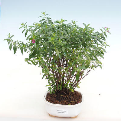 Kryty bonsai - Cuphea - japoński mirt - 2