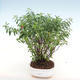 Kryty bonsai - Cuphea - japoński mirt - 2/2