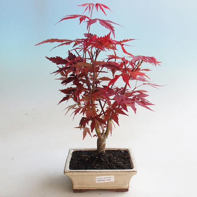 Outdoor bonsai - dłoń Acer. Atropurpureum-klon - 2