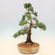 Outdoor bonsai - Juniperus chinensis Kishu - chiński jałowiec - 2/5