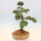Outdoor bonsai - Juniperus chinensis Kishu - chiński jałowiec - 2/5