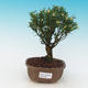 bonsai Room - Buxus harlandii - 2/5