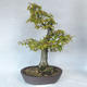Outdoor bonsai - grab - Carpinus betulus - 2/5
