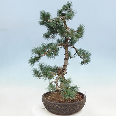 Outdoor bonsai - Pinus parviflora - Mała sosna - 2