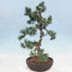 Outdoor bonsai - Pinus parviflora - Mała sosna - 2/4