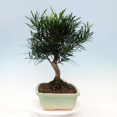 bonsai Room - Podocarpus - Stone tysięcy - 2