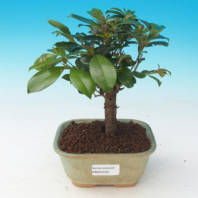 Pokój bonsai - Eugenia unoflora - australijska wiśnia - 2