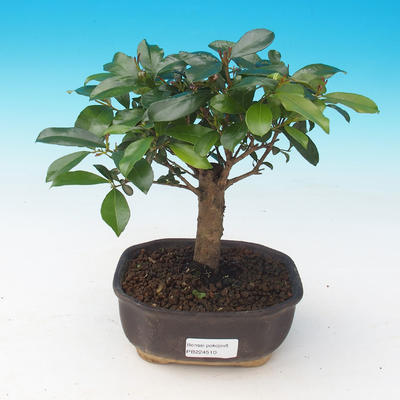 Pokój bonsai - Eugenia unoflora - australijska wiśnia - 2