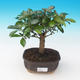Pokój bonsai - Eugenia unoflora - australijska wiśnia - 2/2