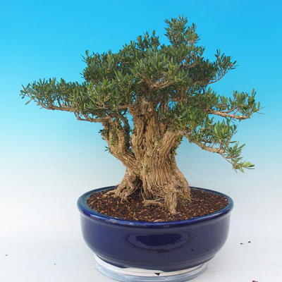 bonsai Room - Buxus harlandii - 2