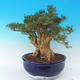 bonsai Room - Buxus harlandii - 2/7