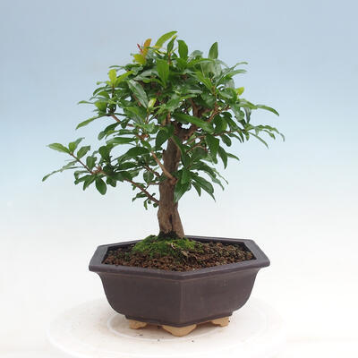 Kryty bonsai-PUNICA granatum nana-Granat - 2