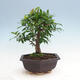 Kryty bonsai-PUNICA granatum nana-Granat - 2/6