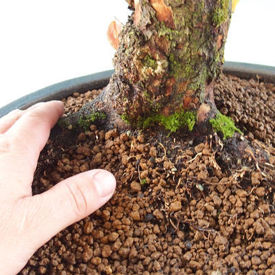 Outdoor bonsai - Dwarf - Cornus mas - 2