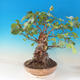 Outdoor bonsai - Lepkie nietoperze - Alnus glutinosa - 2/3