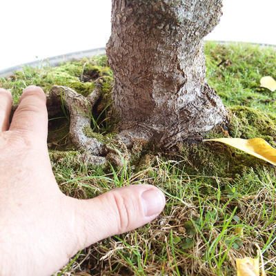 Outdoor bonsai - klon azjatycki - Acer negundo - 2