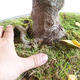 Outdoor bonsai - klon azjatycki - Acer negundo - 2/4
