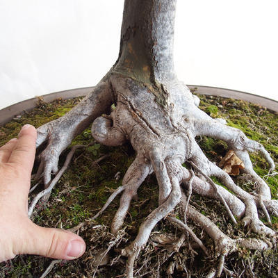 Outdoor bonsai - klon Acorn - Acer platanoides - 2