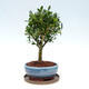 Kryte bonsai ze spodkiem - Ilex crenata - Holly - 2/6