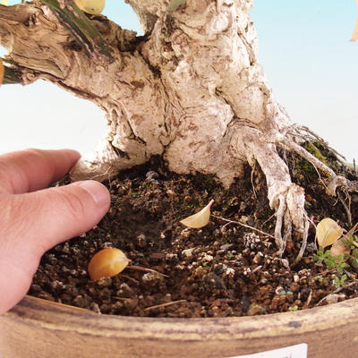 Outdoor bonsai - Brslen European - euonimus - 2