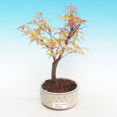 Outdoor bonsai klon Acer Sango Koku- dlanitolistý - 2