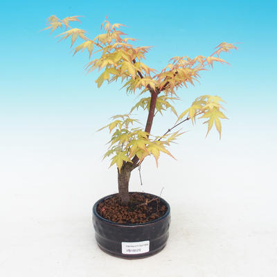 Outdoor bonsai klon Acer Sango Koku- dlanitolistý - 2