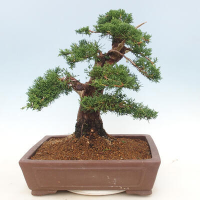 Outdoor bonsai - Juniperus chinensis - chiński jałowiec - 2