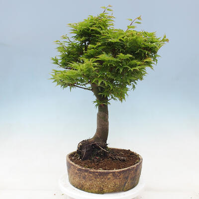 Outdoor bonsai - Acer palmatum Shishigashira - 2