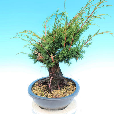 Yamadori Juniperus chinensis - jałowiec - 2