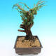 Yamadori Juniperus chinensis - jałowiec - 2/6