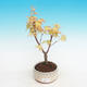 Outdoor bonsai klon Acer Sango Koku- dlanitolistý - 2/2