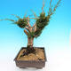 Yamadori Juniperus chinensis - jałowiec - 2/5