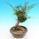 Yamadori Juniperus chinensis - jałowiec - 2/5