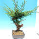 Yamadori Juniperus chinensis - jałowiec - 2/6