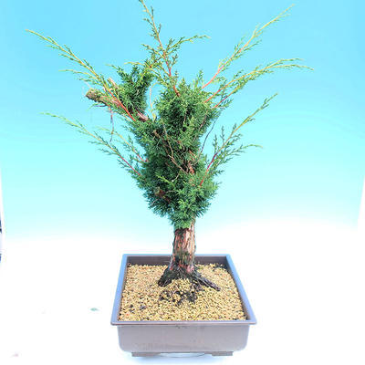 Yamadori Juniperus chinensis - jałowiec - 2