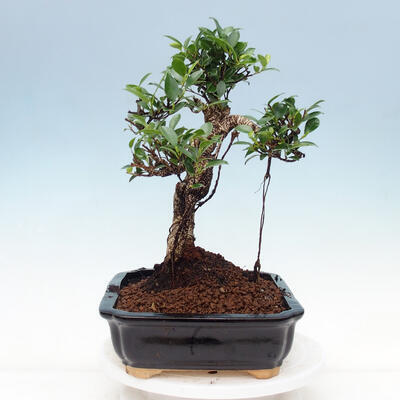 Kryty bonsai - Ficus kimmen - fikus drobnolistny - 2