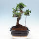 Kryty bonsai - Ficus kimmen - fikus drobnolistny - 2/4