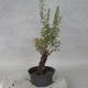 Outdoor bonsai - góra Satureja - Satureja montana - 2/6