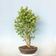 Outdoor bonsai - Jinan biloba - Ginkgo biloba - 2/3