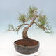 Bonsai ogrodowe - Pinus sylvestris Watereri - sosna zwyczajna - 2/4