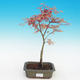 Outdoor bonsai - Acer palmatum Beni Tsucasa - Klon dlanitolistý - 2/3