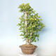 Outdoor bonsai - Jinan biloba - Ginkgo biloba - 2/4