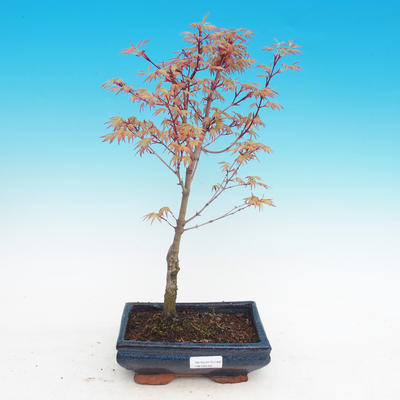 Outdoor bonsai - Acer palmatum Beni Tsucasa - Klon dlanitolistý - 2