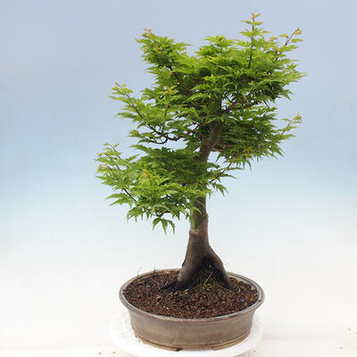 Outdoor bonsai - Acer palmatum Shishigashira - 2